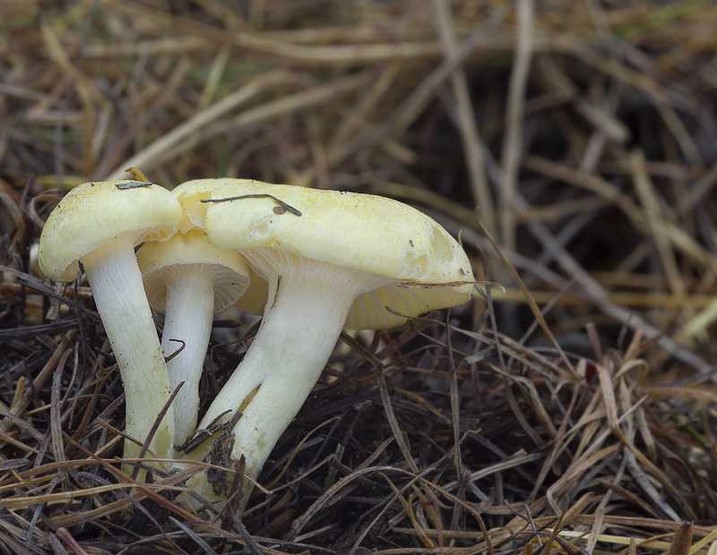 Hygrophorus lucorum